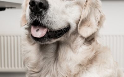 Geen agressieve waakhond, maar een trouwe Golden Retriever