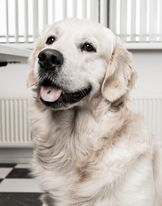 Geen agressieve waakhond, maar een trouwe Golden Retriever